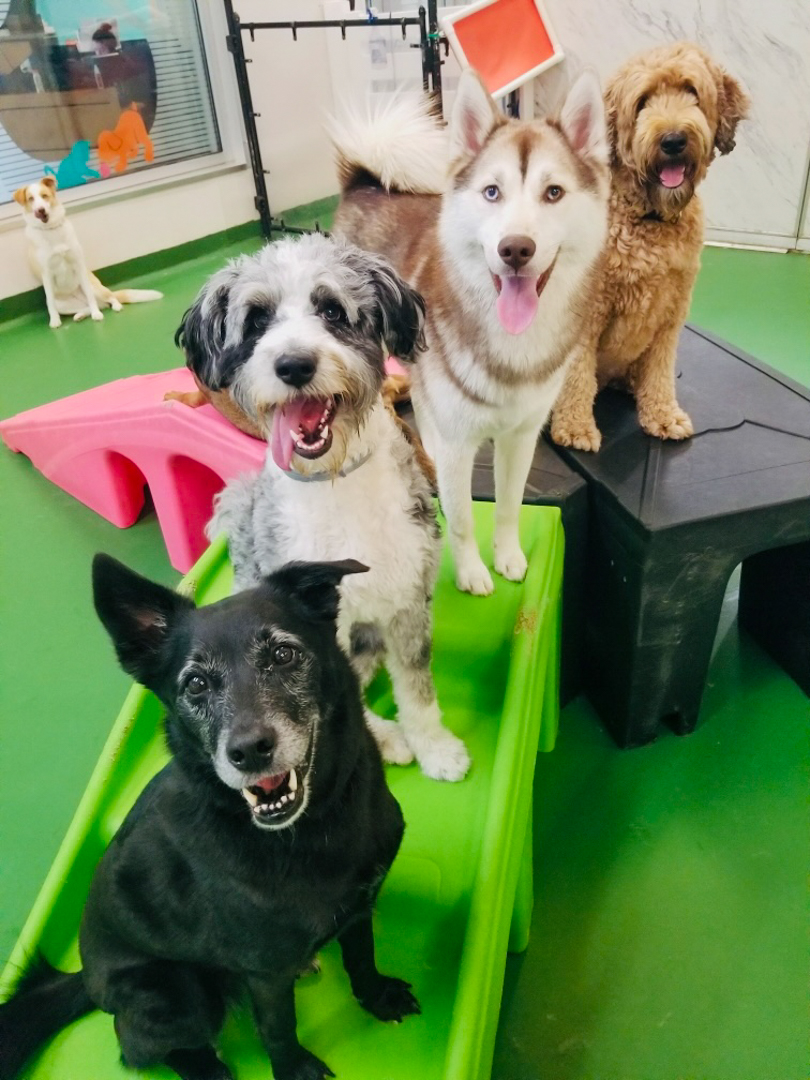 Dog Boarding Pet Hotel Hadley