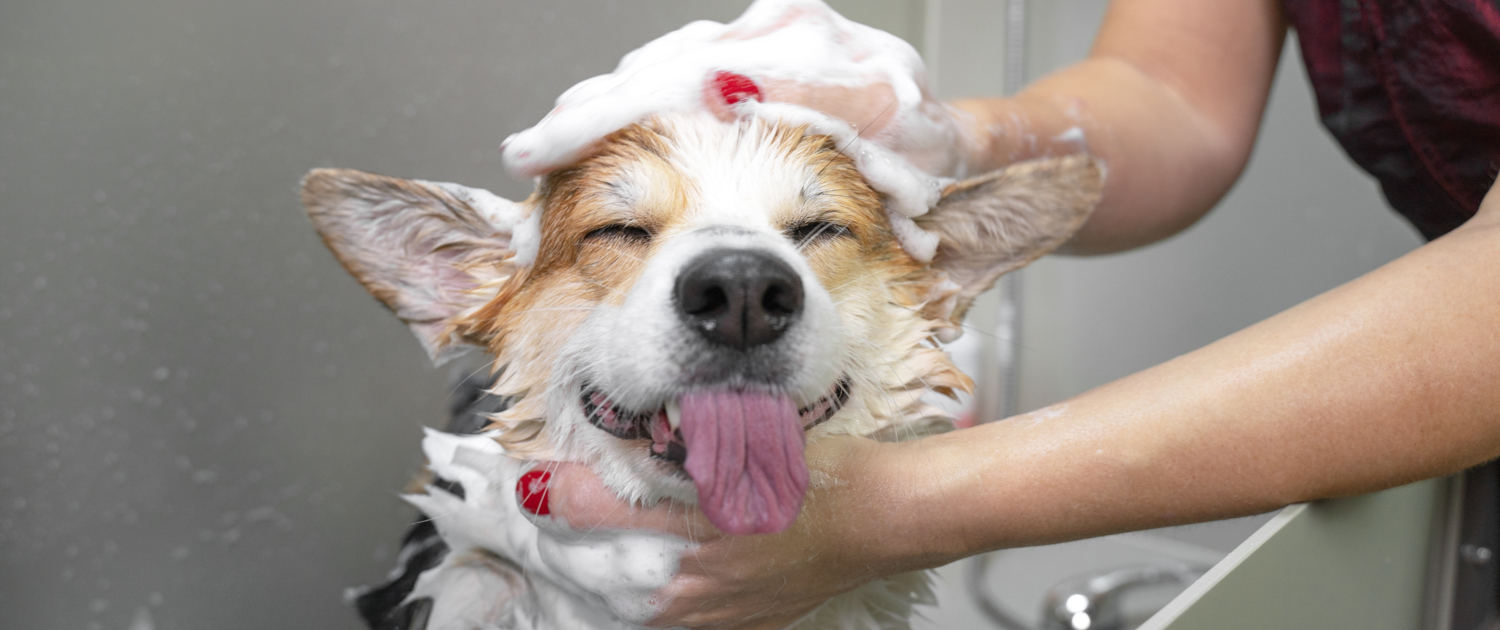dog bath and spa hadley ma