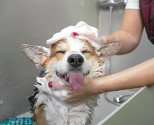 dog bath and spa hadley ma